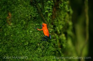 Josh Manring Photographer Decor Wall Arts - Costa Rica Wildlife -14-c61.jpg